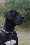 DOGUE ALLEMAND 932